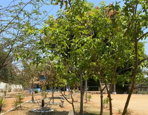 Árvores e canteiros contornados por pedras brancas, com um campo de areia ao fundo